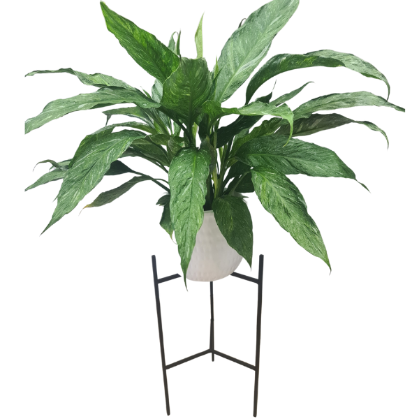 Variegated Peace Lily Plant on Stand