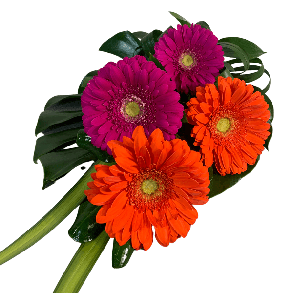Hot &#39;n&#39; Spicy Gerbera Bouquet - Citywide Florist Christchurch NZ