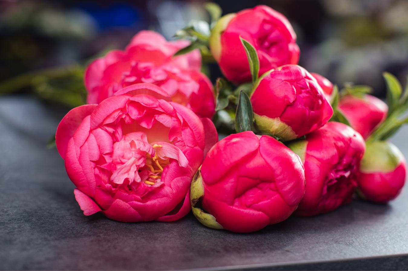 It's Peonies Season in New Zealand! Here For A Short And Special Time. - Citywide Florist Christchurch