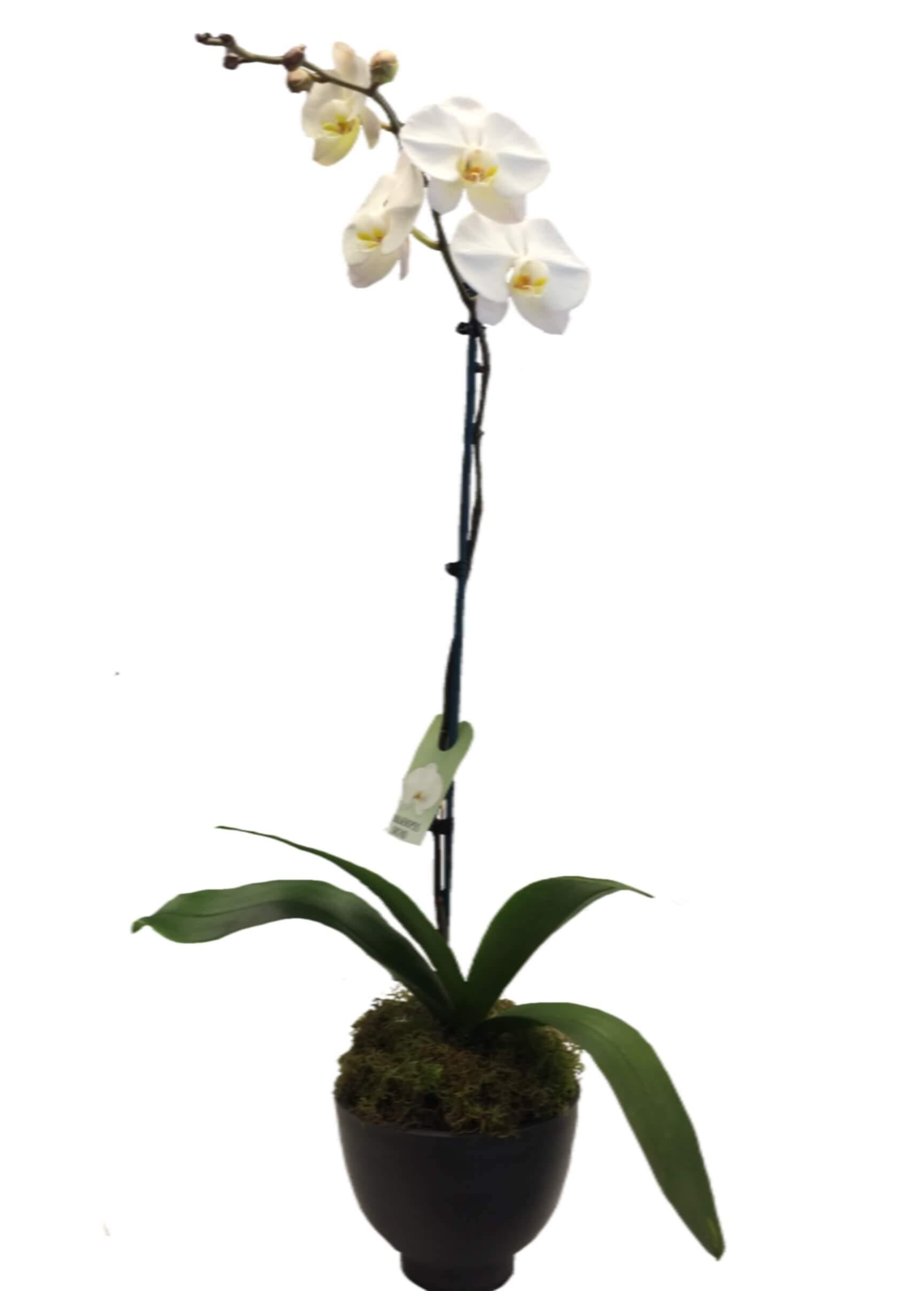 Plants - Citywide Florist Christchurch