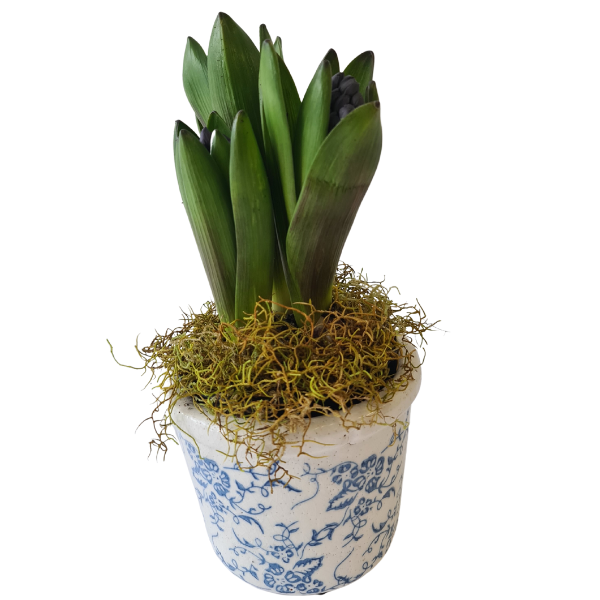Potted Hyacinth in Blue and White Pot