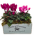 Pink Cyclamen Plants Gift Box