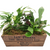 Vintage Wooden Crate of Plants