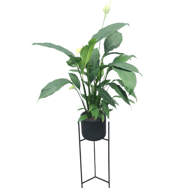 Peace Lily on Stand.