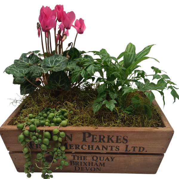 Planter Box - Small