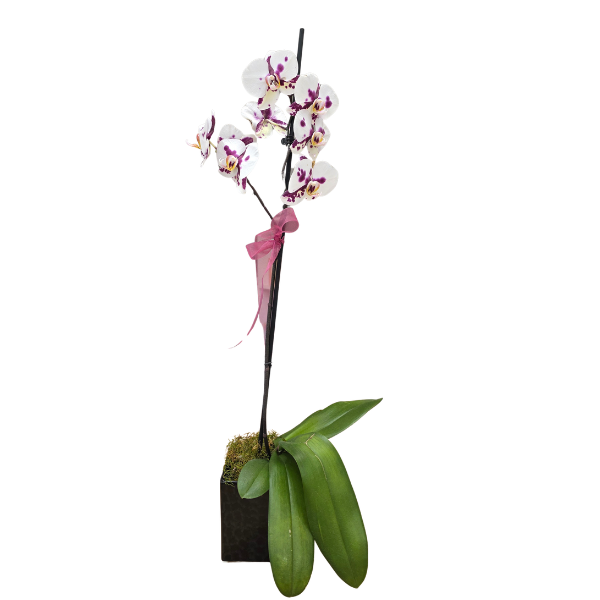 Orchid Plant in Pot