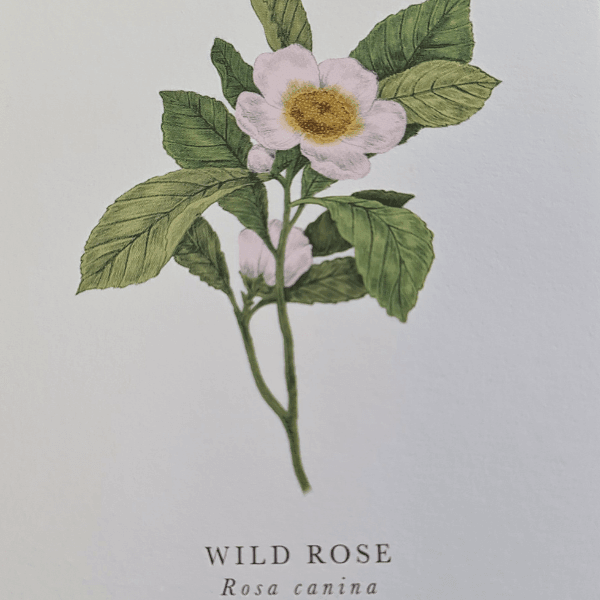 Wild Rose Greeting Card - Citywide Florist Christchurch NZ