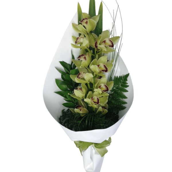 Cymbidium Orchid Giftwrapped - Citywide Florist Christchurch NZ